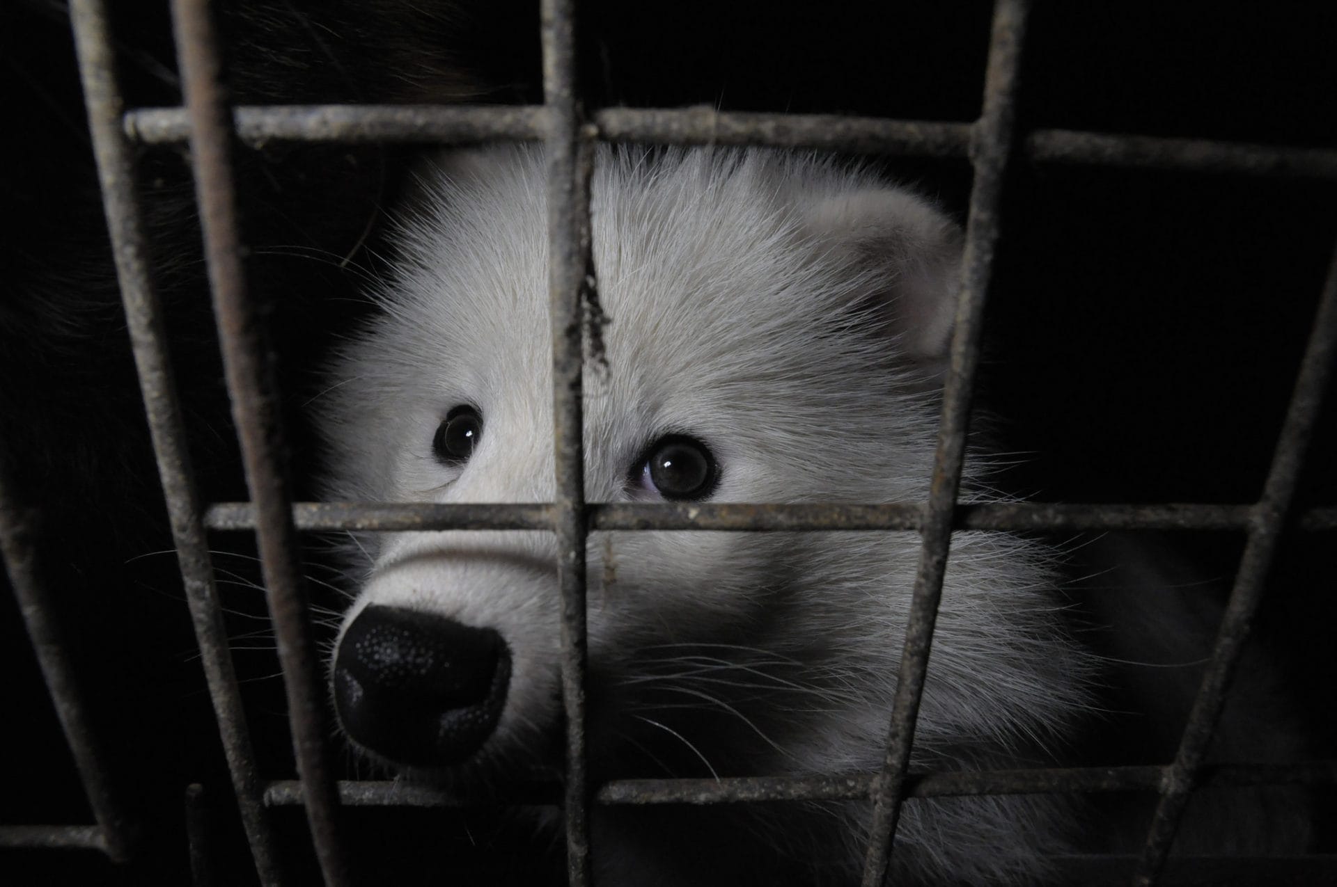 POLL: Should fur farming be banned in the European Union? 15943599201 6316896ebf k