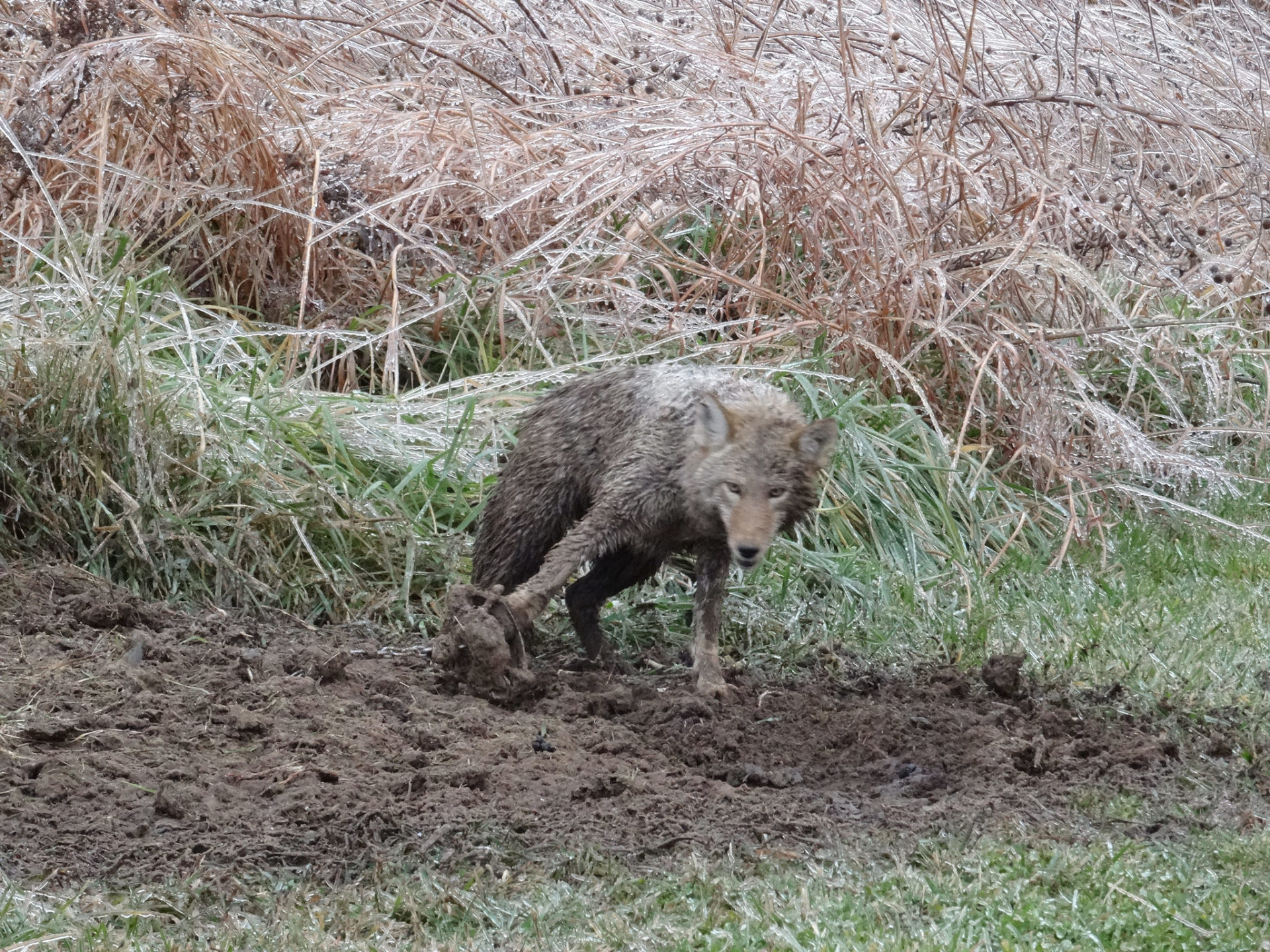 New trapping investigation reveals cruel illegal trapping Fur Free 