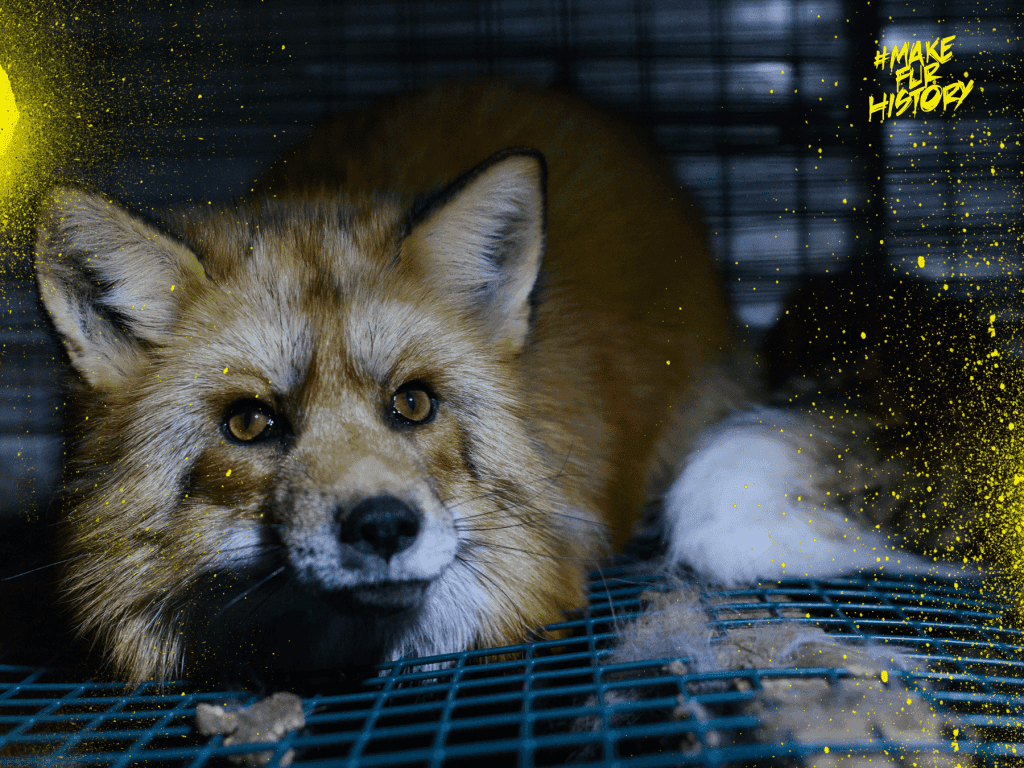 #MAKEFURHISTORY