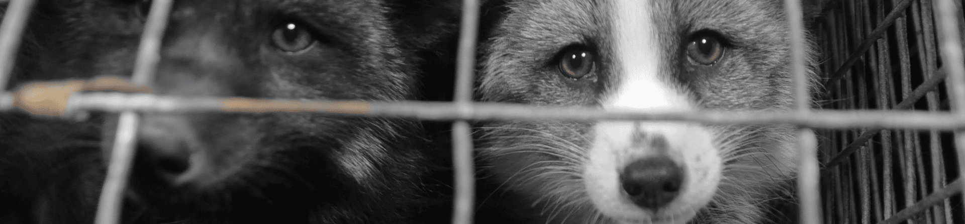 Czech fur farming ban signed by President Zeman