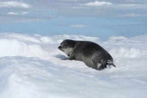 Canadian seal hunt