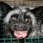 Saga Furs animal health and welfare problems