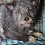 Saga Furs animal health and welfare problems