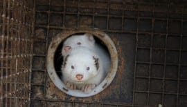 Animal welfare problems on Norwegian mink farms