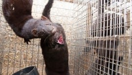 Animal welfare problems on Norwegian mink farm