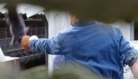 Animal abuse on Dutch mink farm