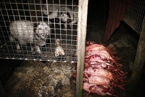 Poland fox slaughter violations