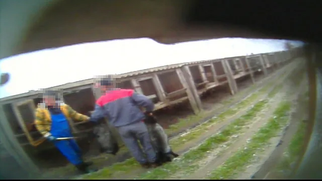 Poland fox slaughter violations