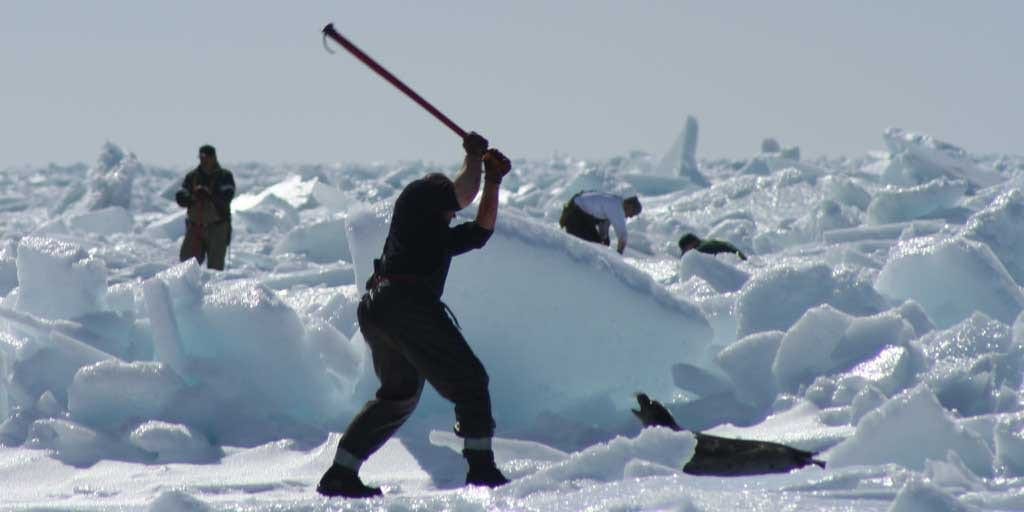 Seal hunt - Fur Free Alliance