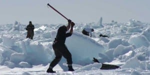Seal hunt Canada