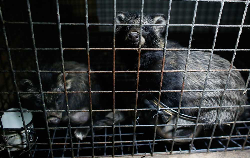 Raccoon dogs on a fur farm