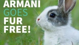 Armani fur free