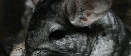 Chinchilla