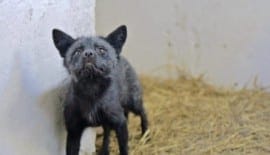 Ferdinand rescued fox