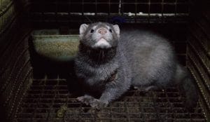 mink ban wallonia