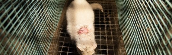 Injured mink