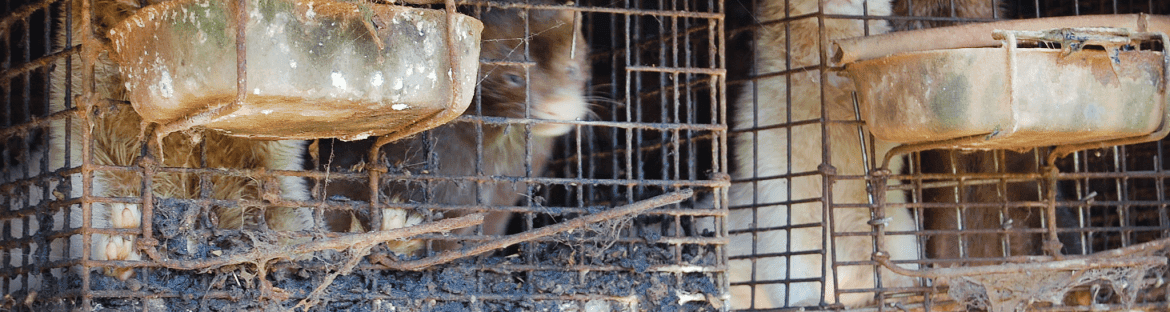 Japanese mink farm (2014)