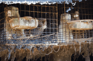 Japanese mink farm (2014)