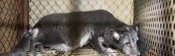 Fur farm in Czech Republic (2012)