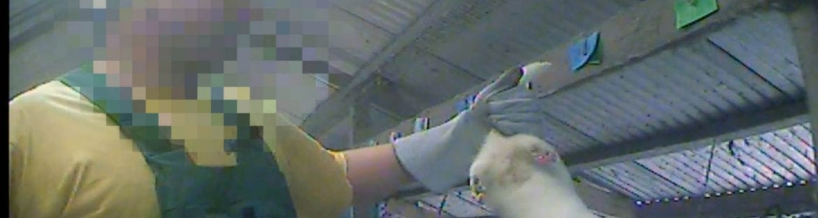 Cruelty polish fur farm