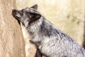 Poznan zoo adopt rescued foxes from fur farms