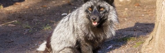 Poznan zoo adopt rescued foxes from fur farms