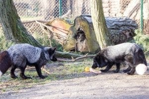 Poznan zoo adopt rescued foxes from fur farms
