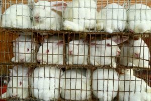 rabbit fur farm china
