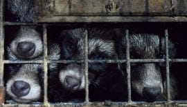 Raccoon dogs fur farm