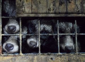 Raccoon dogs fur farm