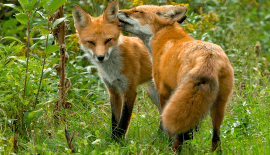 Wild foxes