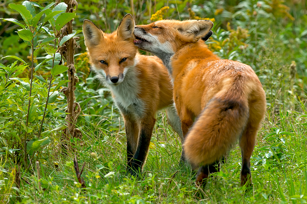 Wild foxes