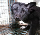 Norwegian fox farm, 2012.