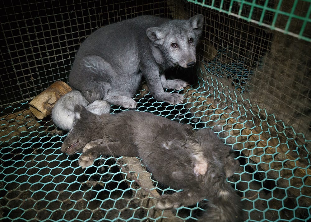 The suffering of monster foxes continues in Finland Fur Free Alliance