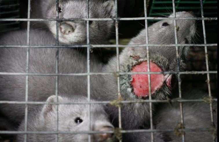Write an article on condemning the use of furs and animal skins for making clothes and accessories Write an article on condemning the use of furs and animal skins for making clothes and accessories picture