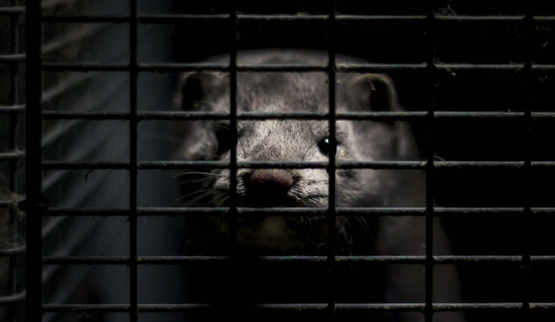 Fur Farming - Animal Welfare Problems