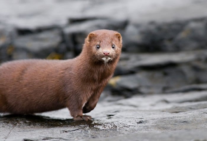 animals from france