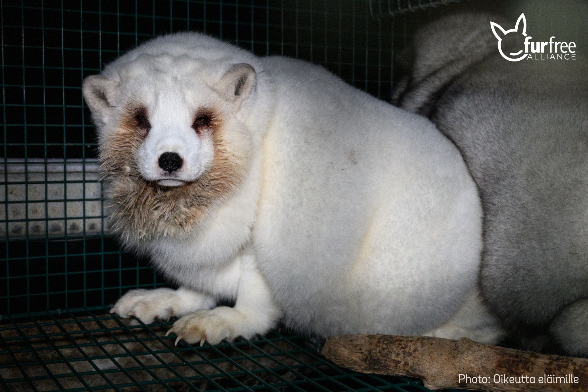 Gucci Is Going Fur-Free - Gucci Bans The Use Of Animal Fur