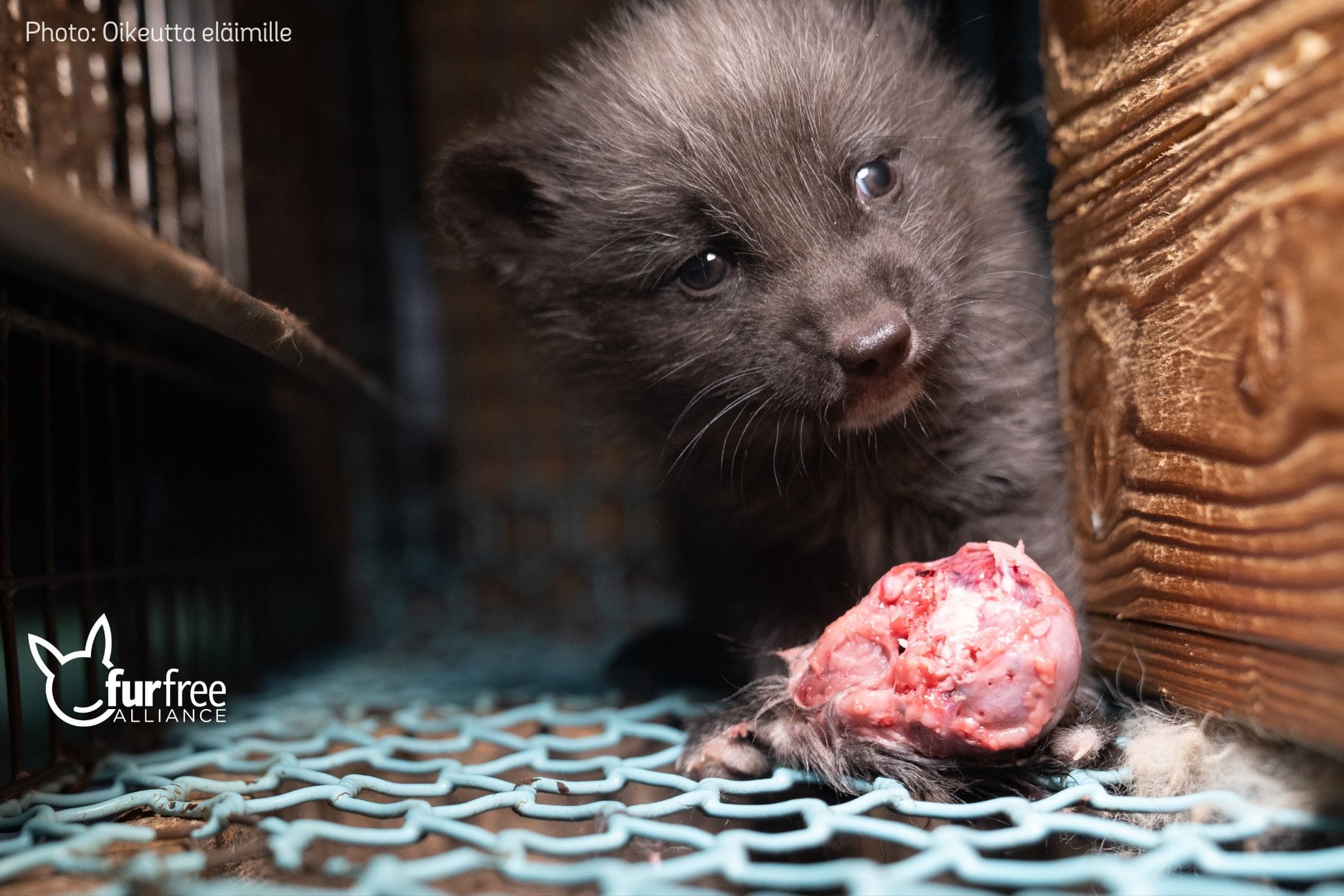 Shocking film of injured, diseased and cannibal foxes on Finnish fur farms  - Fur Free Alliance