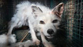 Fur Farming - Animal Welfare Problems
