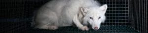 Max Mara Fur-Free