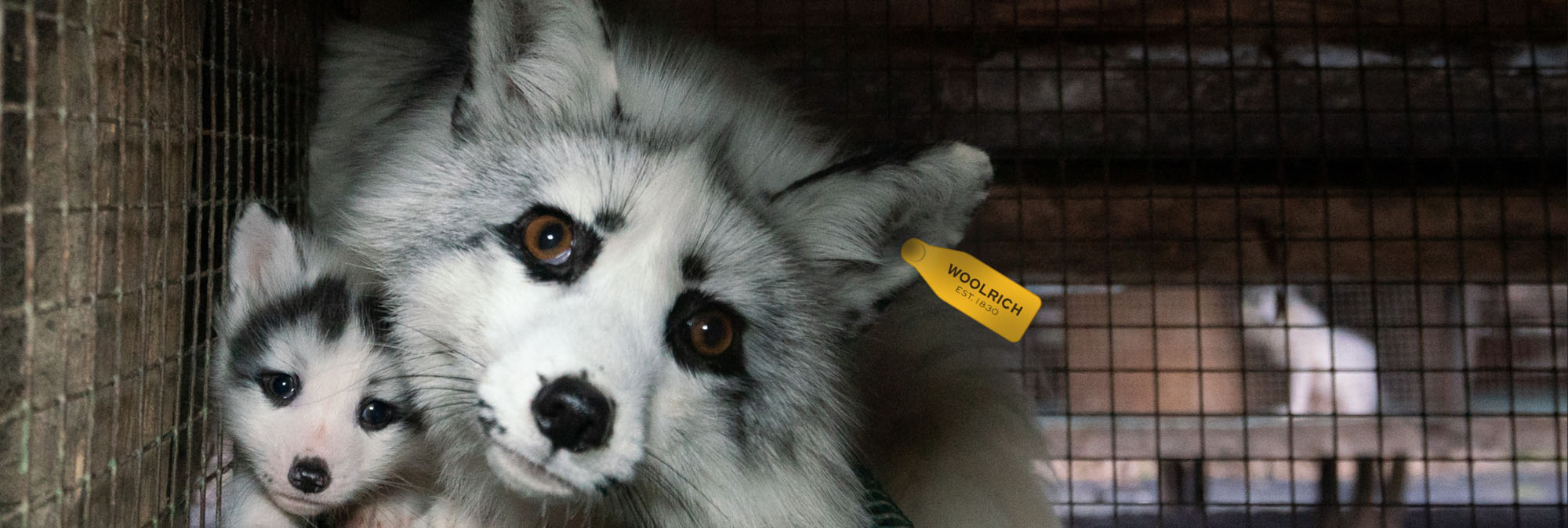 banner-fur-free-woolrich
